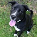 Photo of Shadow 34962