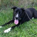 Photo of Shadow 34962