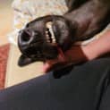 Photo of Bruce