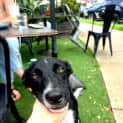 Photo of Joey
