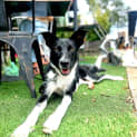 Photo of Joey