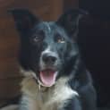 Photo of Joey