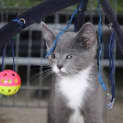 Photo of Kevin ~ Adopt Me @ Petstock Hastings 