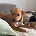 Photo of Sugar
