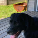 Photo of Miles