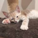 Photo of Archer