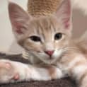 Photo of Archer