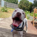 Photo of Sadie