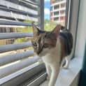 Photo of Cacah