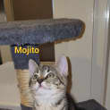 Photo of Mojito