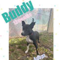 Photo of Buddy