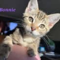 Photo of Bonnie