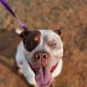 Photo of Dozer