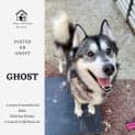 Photo of Ghost