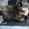 Photo of Cinnamon