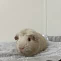 Photo of Nosey (Guinea Pig 18)