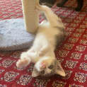Photo of Cosmo