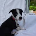 Photo of Grover