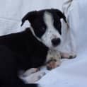 Photo of Grover