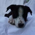 Photo of Grover