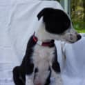 Photo of Grover