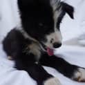 Photo of Fozzy Bear