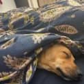 Photo of Pip