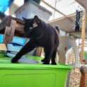 Photo of Buddy