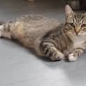 Photo of Biscuit