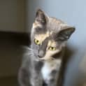 Photo of Peaches