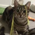 Photo of Lexie Deserves A Second Chance