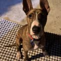 Photo of Luci