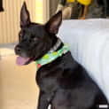 Photo of Missy
