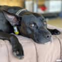 Photo of Missy