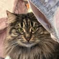 Photo of Biscuit