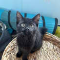 Photo of Midori