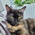 Photo of Cherry
