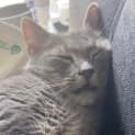 Photo of Dumpling Located In Melbourne