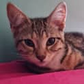 Photo of Leia