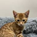 Photo of Cilek