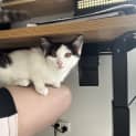 Photo of Elliot **2nd Chance Cat Rescue***