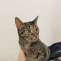 Photo of Nova