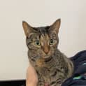 Photo of Nova