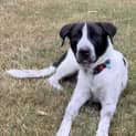Photo of Mojo