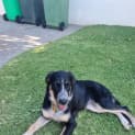 Photo of Darla