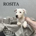 Photo of Rosita