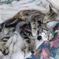 Photo of Cinnamon And Pepper