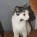 Photo of Scully
