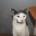 Photo of Scully