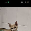 Photo of Kreacher